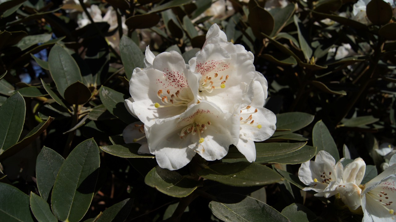 The Rhododendron, Camellia & Magnolia Group. Three groups of plants ...