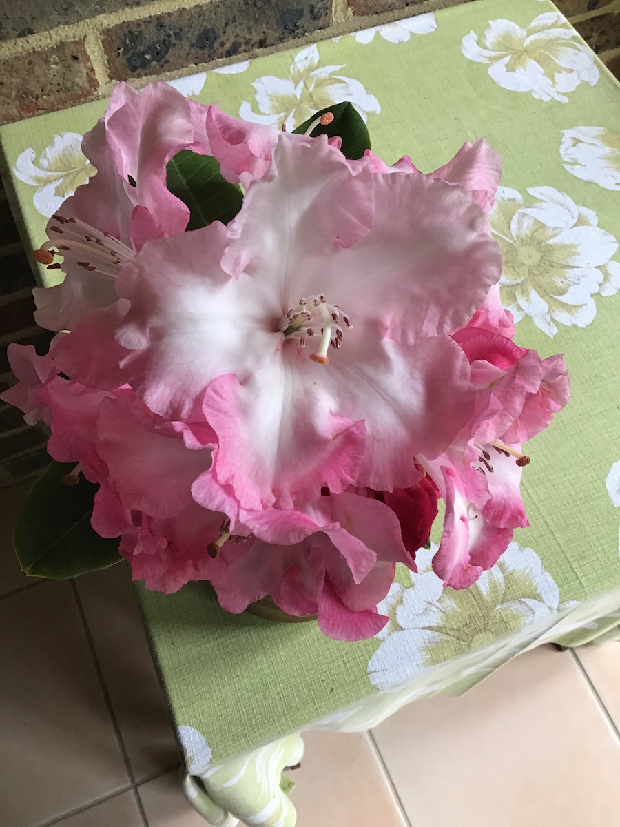 Photographic Competition - A hardy hybrid rhododendron