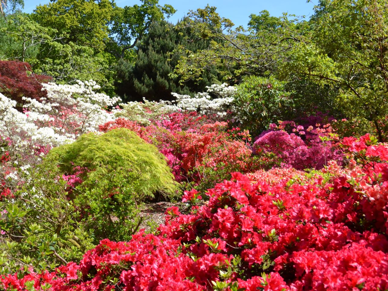 View of Rhododendron