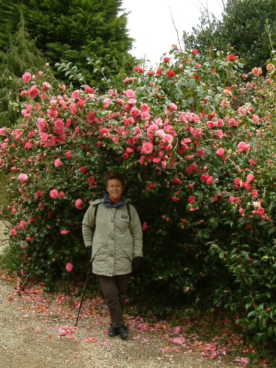 Camellias Plant Directory