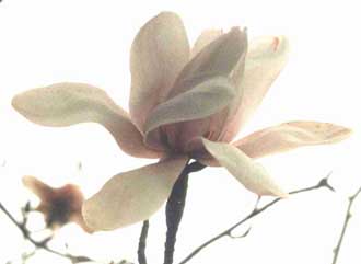 magnolia sargentiana