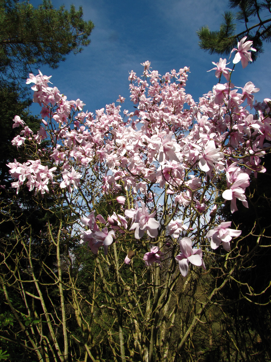 magnolia sargentiana var robusta