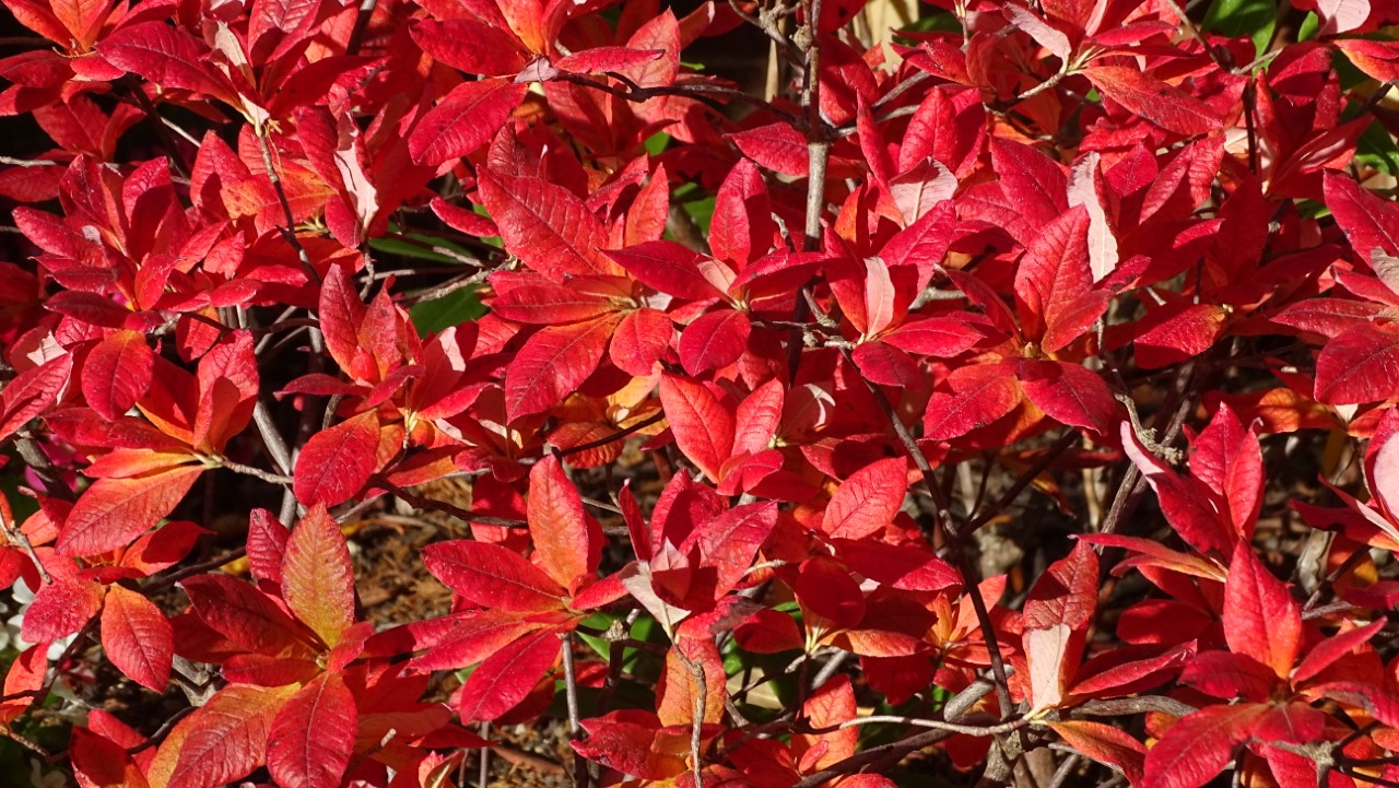 Rhododendrons Plant Directory