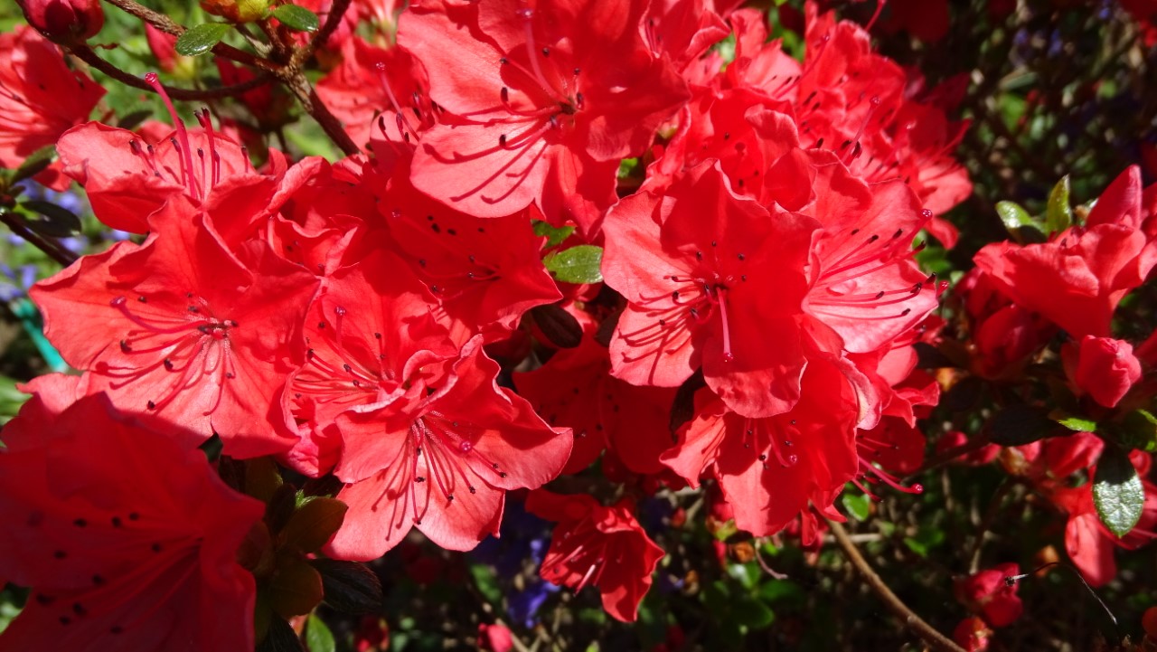 Rhododendrons Plant Directory