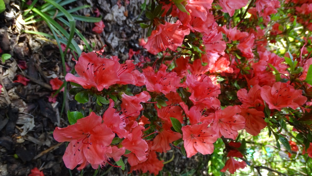Rhododendrons Plant Directory