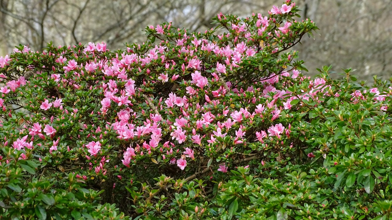 Rhododendrons Plant Directory