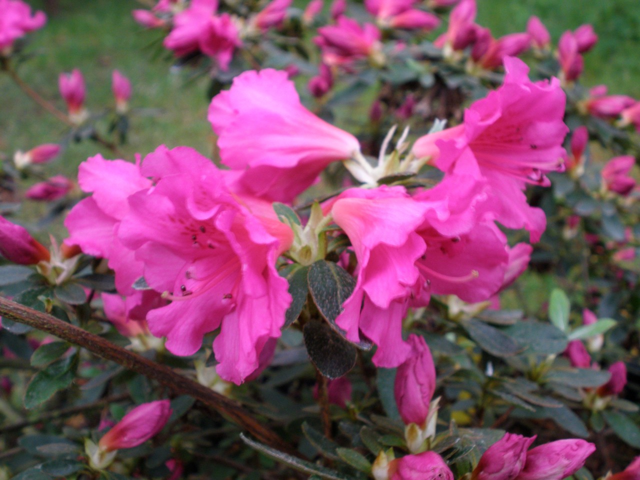 Rhododendrons Plant Directory