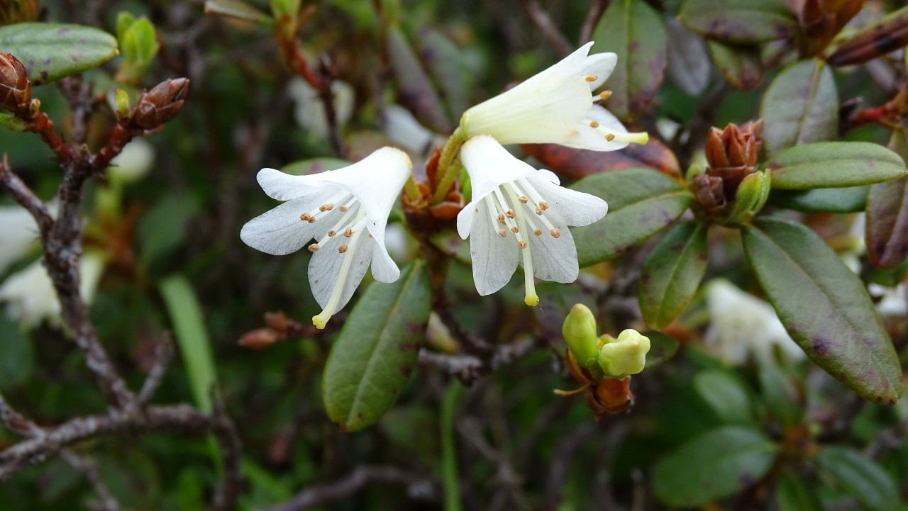 Rhododendrons Plant Directory