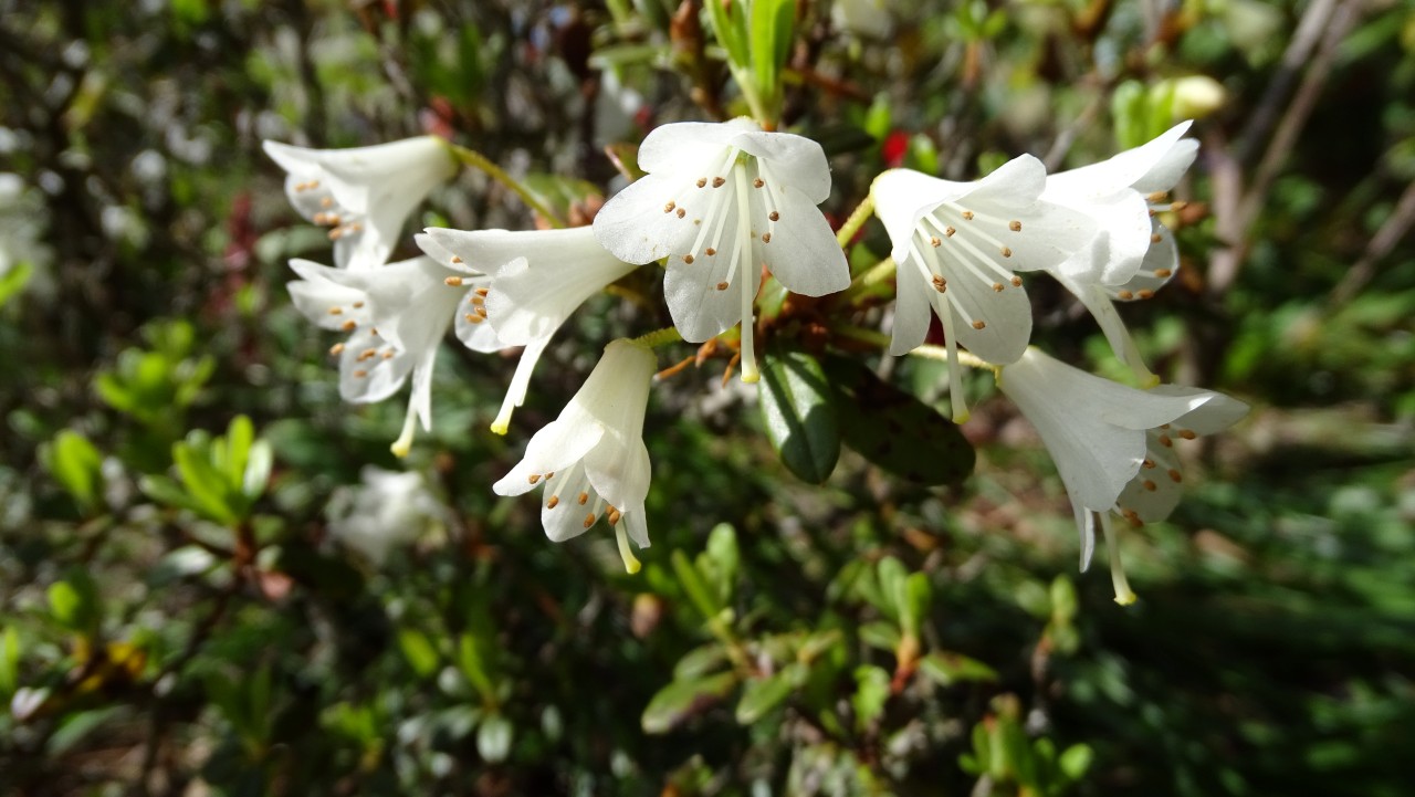 Rhododendrons Plant Directory
