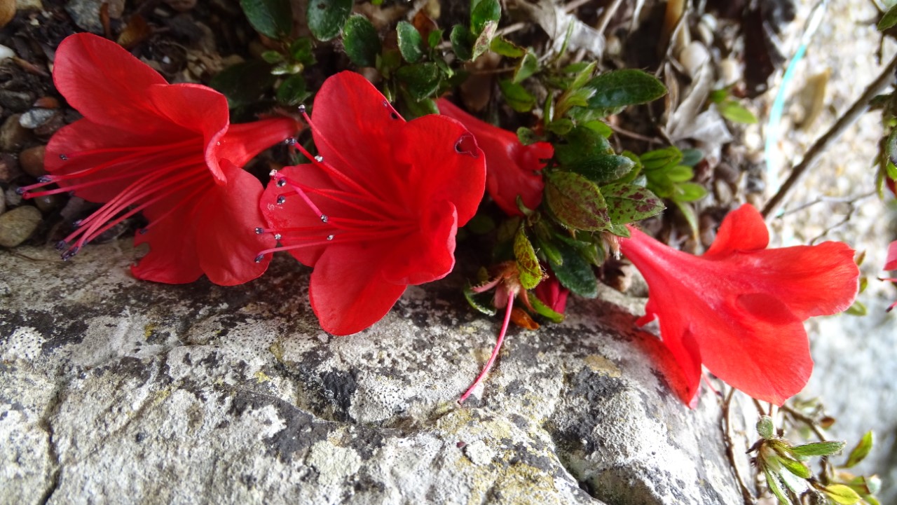 Rhododendrons Plant Directory