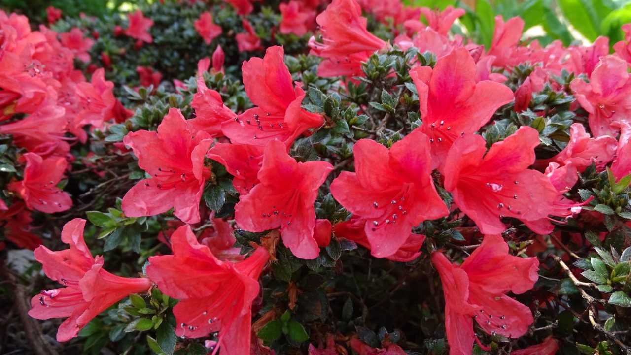 Rhododendrons Plant Directory