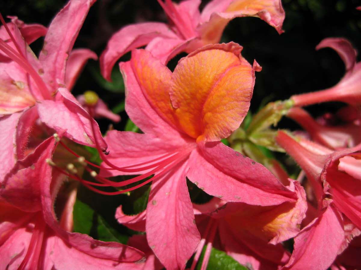 Rhododendrons Plant Directory