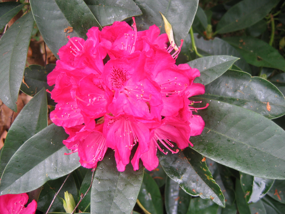 Rhododendrons Plant Directory